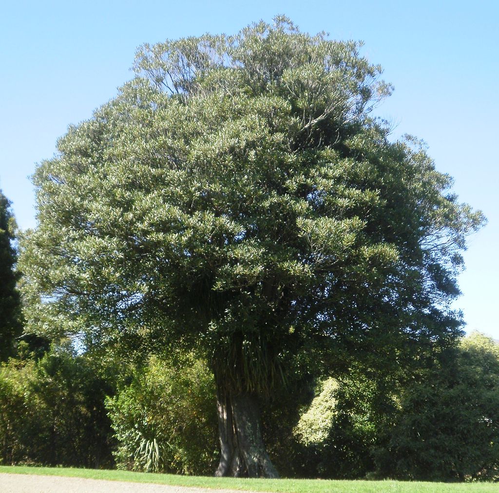 Mature Elaeocarpus dentatus (hīnau) with a broad, rounded crown of dense grey-green foliage on a thick, ridged trunk, standing on a lawn against blue sky.