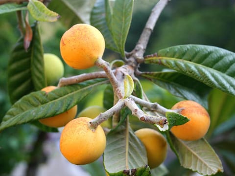 Loquat japonica