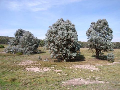 Eucalyptus cinerea