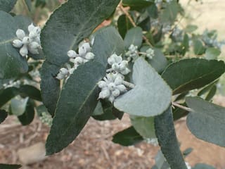 Eucalyptus crenulata (Buxton Gum) branch with rounded, finely serrated grey-green leaves and clusters of pale, waxy buds on mulched ground.