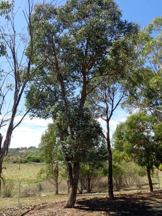 Mature Eucalyptus crenulata (Buxton Gum) with a dark, rough-barked trunk and a dense rounded crown of grey-green leaves, beside a fence and paddock under blue sky.