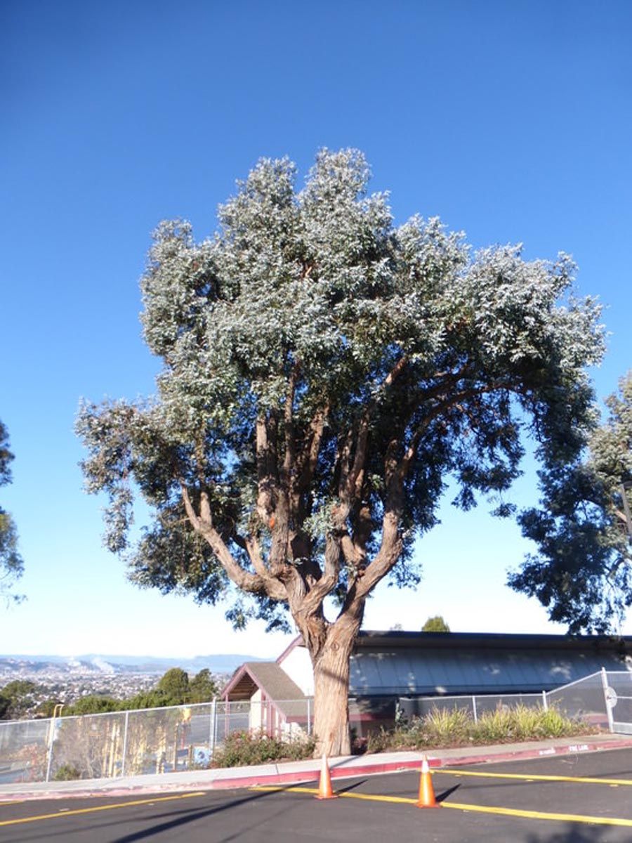Eucalyptus crenulata (Buxton Gum), a mature tree with silver-grey foliage and a branching, smooth-barked trunk beside a road with orange cones.