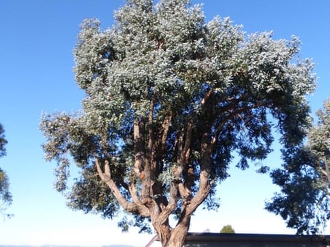 Eucalyptus crenulata