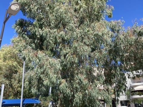 Eucalyptus globulus subsp. globulus
