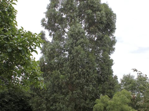 Eucalyptus johnstonii