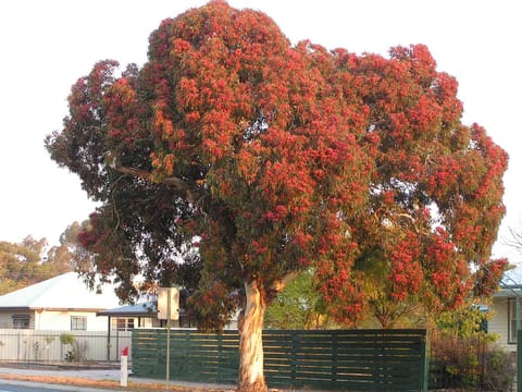 Eucalyptus leucoxylon 'Rosea'