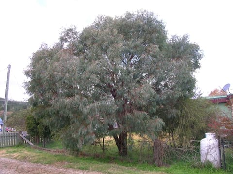 Eucalyptus nicholii