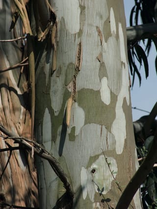 Eucalyptus nitens (Shining Gum) trunk with smooth, mottled bark in pale grey, white and olive-green patches, with peeling strips and narrow leaves beside.