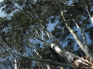Eucalyptus nitens (Shining Gum) crown seen from below, with smooth pale grey-white branches spreading among dark green leaves against blue sky.