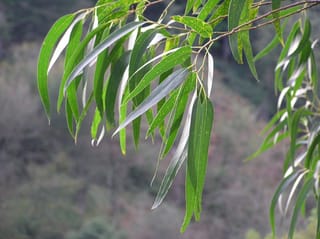 Eucalyptus nitens (Shining Gum) branch with long, narrow, drooping green adult leaves on a thin stem, set against a blurred hillside.