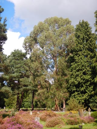 Mature Eucalyptus nitens (Shining Gum), a tall tree with a broad blue-green crown, growing beside conifers in a cemetery with flowering heather.