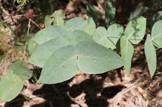 Eucalyptus nitens (Shining Gum) juvenile foliage, with paired blue-green oval leaves on reddish stems above leaf litter on the ground.