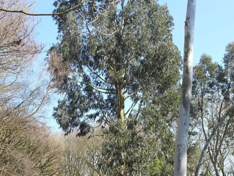 Eucalyptus nitens