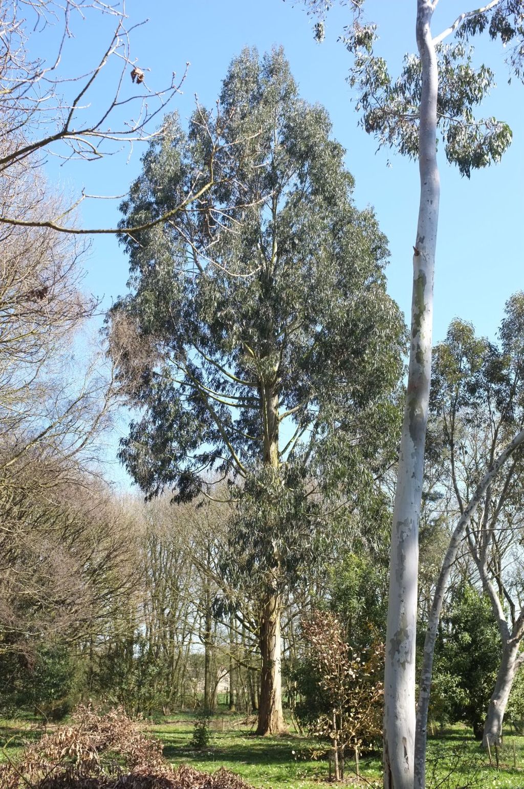 Eucalyptus nitens (Shining Gum), a tall tree with grey-green foliage and rough lower trunk, beside a smooth pale trunk in a sunny parkland.
