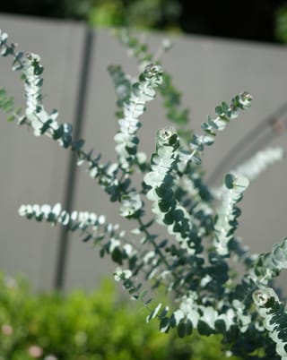 Eucalyptus pulverulenta 'Baby Blue' (Silver-leaved Mountain Gum), upright stems with rounded blue-grey leaves in sunlight, against a grey fence and green shrub.