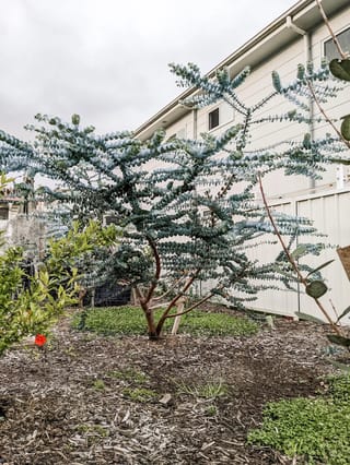 Young Eucalyptus pulverulenta 'Baby Blue' (silver-leaved mountain gum) with blue-grey rounded leaves on reddish branches, growing in a mulched garden bed beside a house.