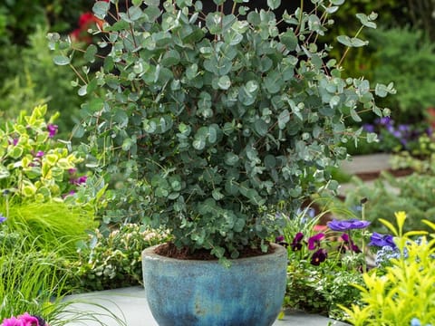 Eucalyptus pulverulenta 'Baby Blue'