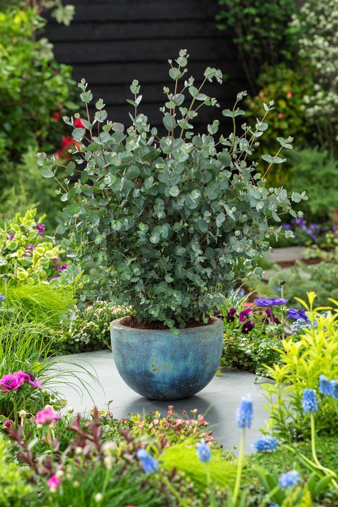 Eucalyptus pulverulenta 'Baby Blue' (Silver-leaved Mountain Gum) in a blue glazed pot, with rounded blue-grey leaves on slender stems, surrounded by colourful garden flowers.