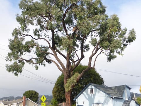 Eucalyptus sideroxylon