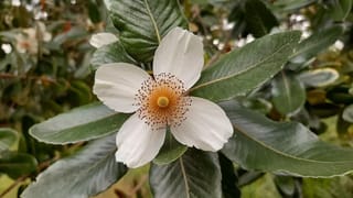 Eucryphia cordifolia (Ulmo) flower with four white petals and a ring of orange-tipped stamens, surrounded by glossy dark green leaves.