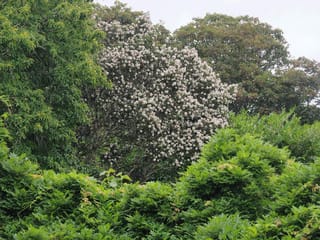 Eucryphia cordifolia (Ulmo) in full bloom, its crown covered in white flowers, standing among darker green trees and shrubs under an overcast sky.