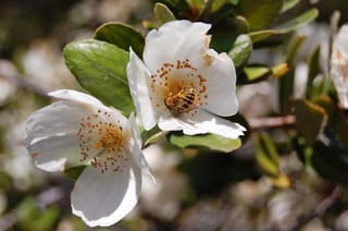 Eucryphia cordifolia (Ulmo) flowers, white with orange-tipped stamens, with an insect on one bloom among glossy green leaves.
