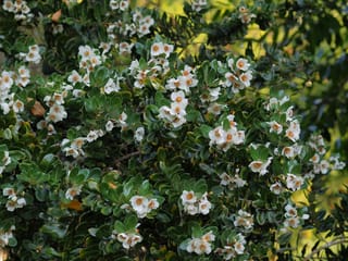 Eucryphia cordifolia (Ulmo) branches covered in white flowers with orange-tipped stamens among dark green, glossy, oval leaves.