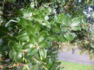 Eucryphia cordifolia (Ulmo) branches with glossy, oval, dark green leaves and small round green flower buds, with a path and lawn behind.
