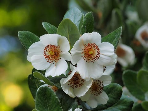 Eucryphia cordifolia