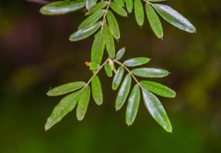 Eucryphia moorei (Pinkwood) pinnate foliage, with glossy green narrow leaflets arranged along slender stems against a dark, blurred background.