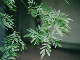 Eucryphia moorei (Pinkwood) foliage, showing slender pinnate green leaves with narrow leaflets arranged along thin stems against a dark, blurred background.