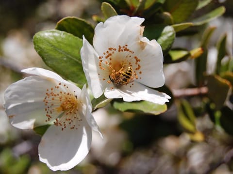 Eucryphia moorei
