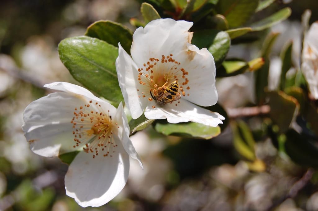Eucryphia moorei (Pinkwood) flowers up close, with white open petals and orange-tipped stamens, a hoverfly resting in one bloom among green leaves.