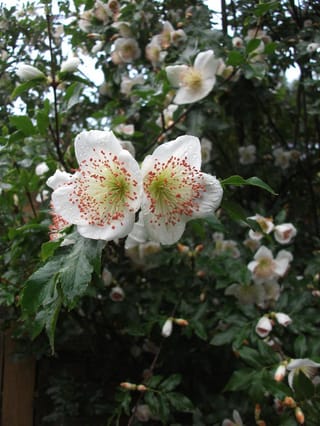 Eucryphia x nymansensis 'Nymansay' (Nymans Eucryphia) with two large white flowers dotted with raindrops, red-tipped stamens and glossy green foliage behind.