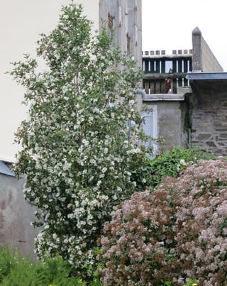 Eucryphia x nymansensis 'Nymansay' (Nymans Eucryphia), a tall upright tree covered in white flowers, growing beside stone buildings with a pink-flowered shrub in front.