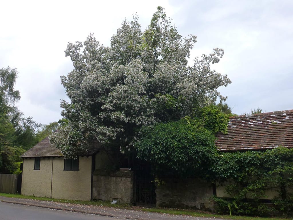 Eucryphia x nymansensis 'Nymansay' (Nymans Eucryphia), a tall upright tree covered in white blossom, growing beside a cream rendered building with a tiled roof.