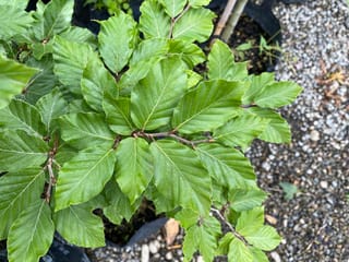 Fagus sylvatica (European Beech) seen from above, with fresh green leaves showing parallel veins on brown stems, growing in a black nursery bag on gravel.
