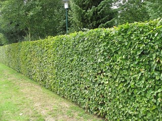 Fagus sylvatica (European Beech) trimmed into a dense, even green hedge along a lawn, with a lamp post and conifers behind.
