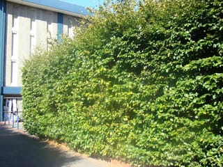 Tall, dense Fagus sylvatica (European Beech) hedge with fresh green leaves, growing alongside a footpath and a pale concrete building.