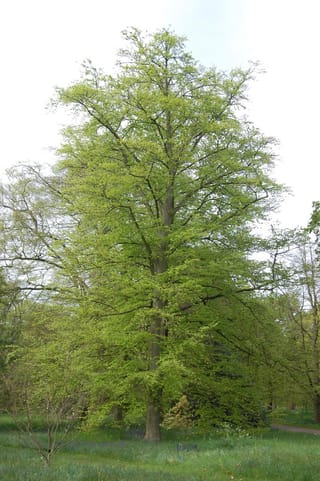 Mature Fagus sylvatica (European Beech) in fresh spring leaf, with a tall straight trunk and bright lime-green canopy standing in a grassy park.