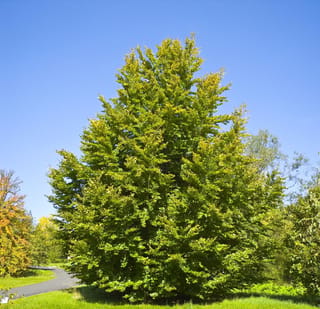 Fagus sylvatica (European Beech), a tall upright tree with dense green and yellowing foliage, standing on a lawn beside a path under a clear blue sky.