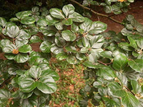 Fagus sylvatica 'Cockleshell'