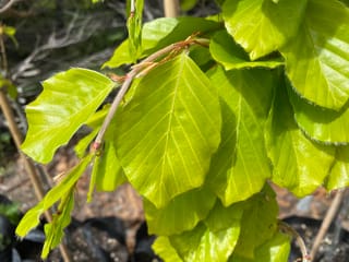 Fagus sylvatica 'Dawyck Gold' (European Beech) with fresh, bright yellow-green spring leaves showing prominent veins and fine hairs along the edges.