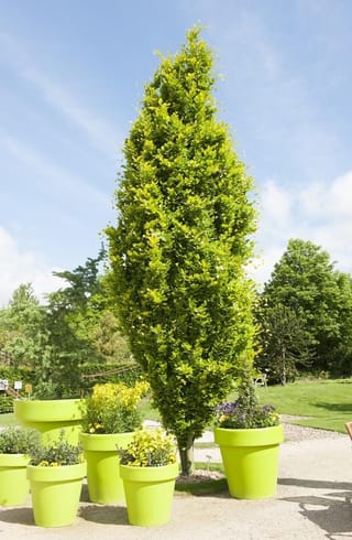 Fagus sylvatica 'Dawyck Gold' (European Beech), a tall columnar tree with yellow-green foliage, standing in a garden beside bright lime-green planters of flowering plants.
