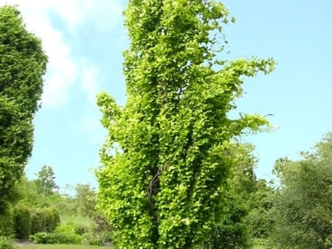 Fagus sylvatica 'Dawyck Gold'