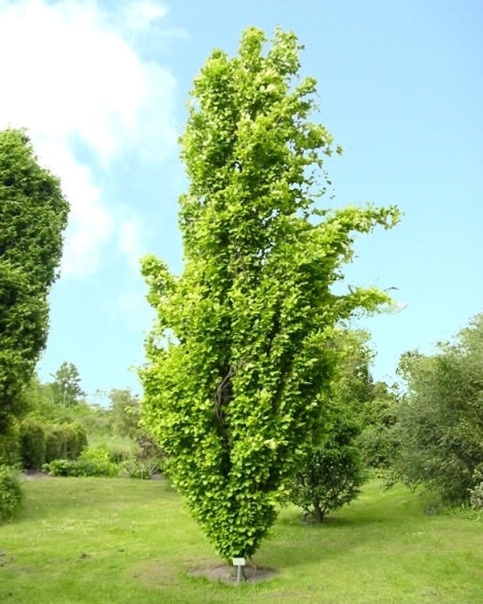 Fagus sylvatica 'Dawyck Gold' (European Beech), a narrow columnar tree with bright yellow-green foliage, growing on a lawn under a blue sky.