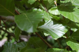 Fagus sylvatica 'Dawyck Green' (European Beech) foliage, showing glossy green leaves with prominent veins and slightly wavy edges on thin reddish-brown stems in dappled sunlight.