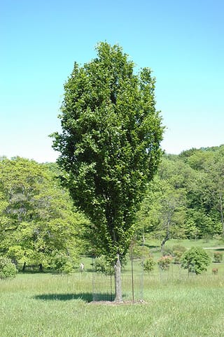 Fagus sylvatica 'Dawyck Green' (European Beech), a narrow columnar tree with dense green summer foliage, standing in a grassy park with a wire guard at its trunk.