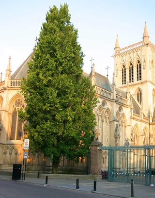 Fagus sylvatica 'Dawyck Green' (European Beech), a tall columnar tree with dense green summer foliage, growing beside a pale stone Gothic church and iron gate.
