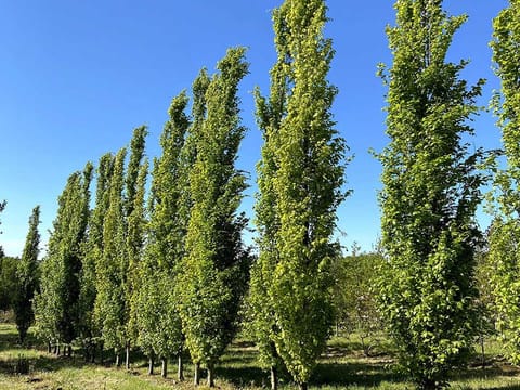 Fagus sylvatica 'Dawyck Green'